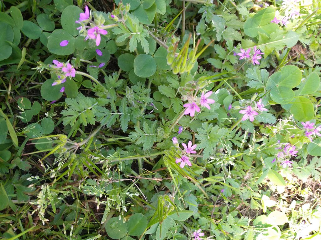 Erodium cicutarium o ciconium?  Erodium cicutarium